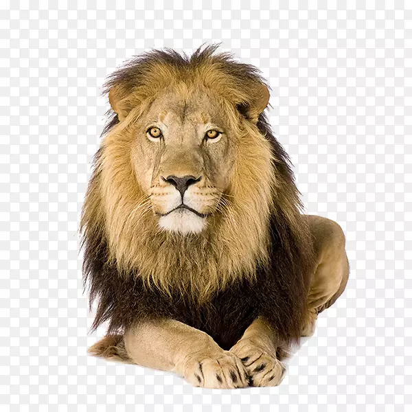 狮子科摄影版税-免费图片-狮子