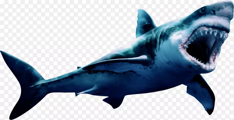大白鲨巨无霸png图片图像-巨鲨边界
