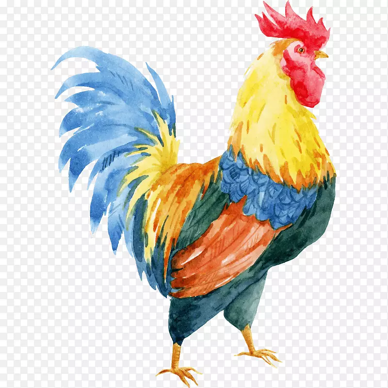 鸡图形图片插图公鸡-adalah ayam