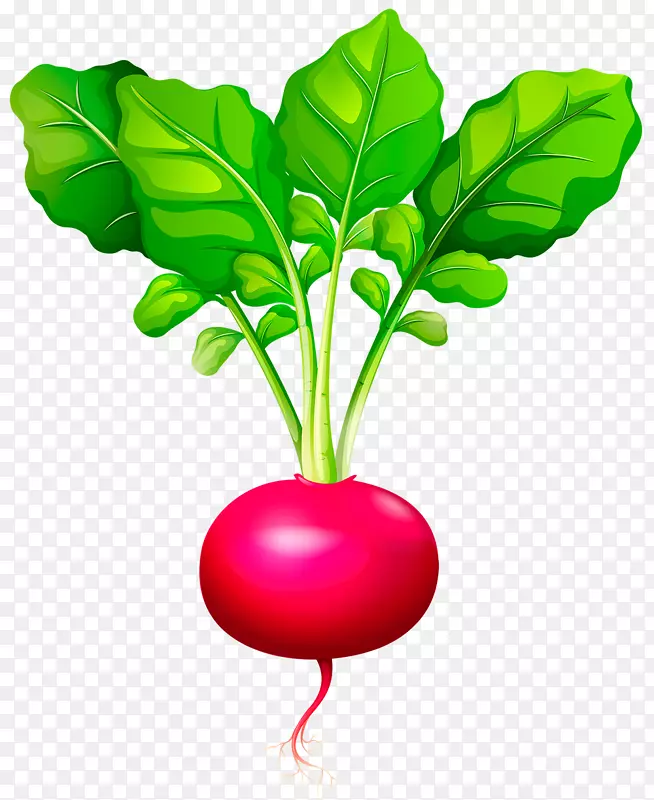 剪贴画萝卜插图png图片开放部分-蔬菜