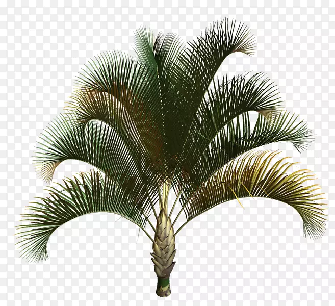 亚洲棕榈椰子树椰子