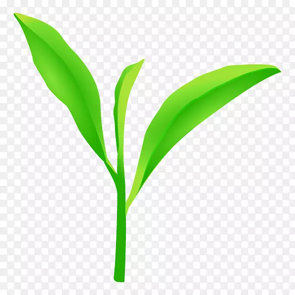绿茶叶插图植物