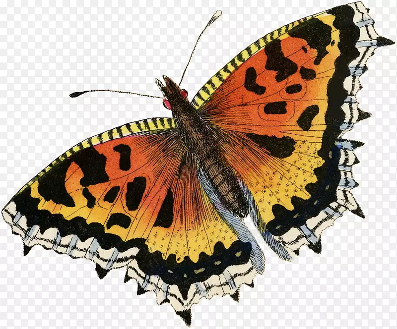 帝王蝴蝶，毛刷脚的蝴蝶，浮云蝴蝶，飞蛾，对称-新生活按钮