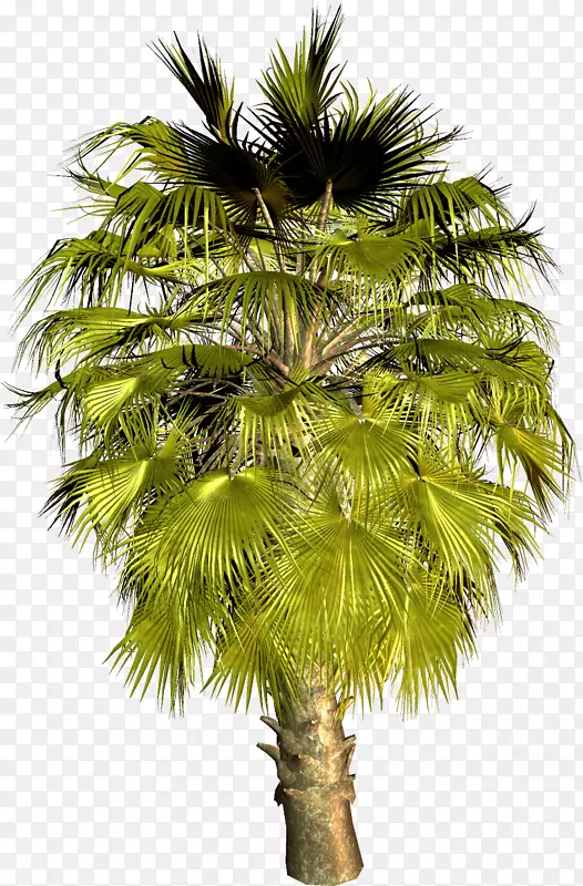 亚洲棕榈树椰子槟榔椰子