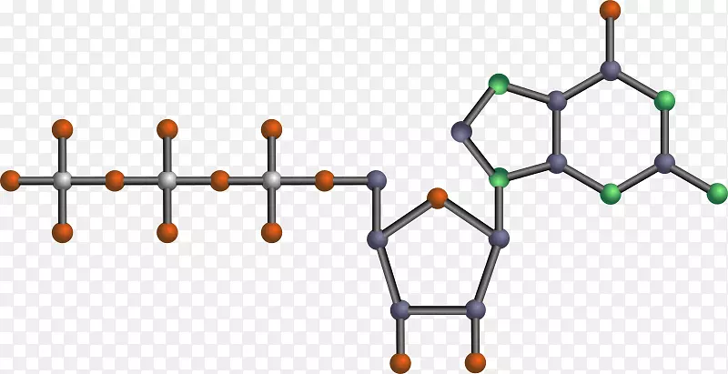剪贴术核苷酸三磷酸腺苷露天剂dna-氧图