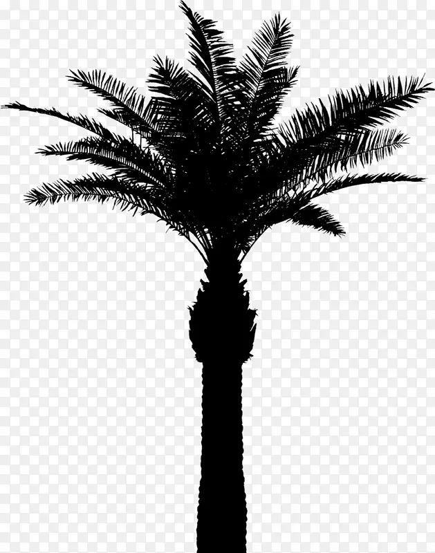 亚洲棕榈枣棕榈树剪影