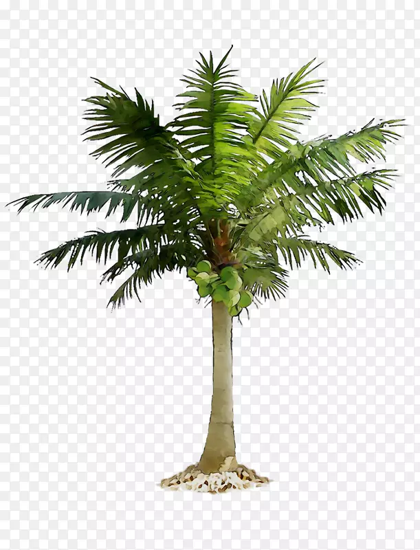 日期棕榈树png图片图像