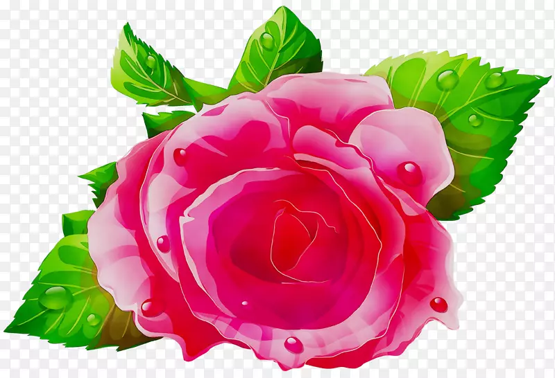 花园玫瑰剪辑艺术卷心菜png图片插图