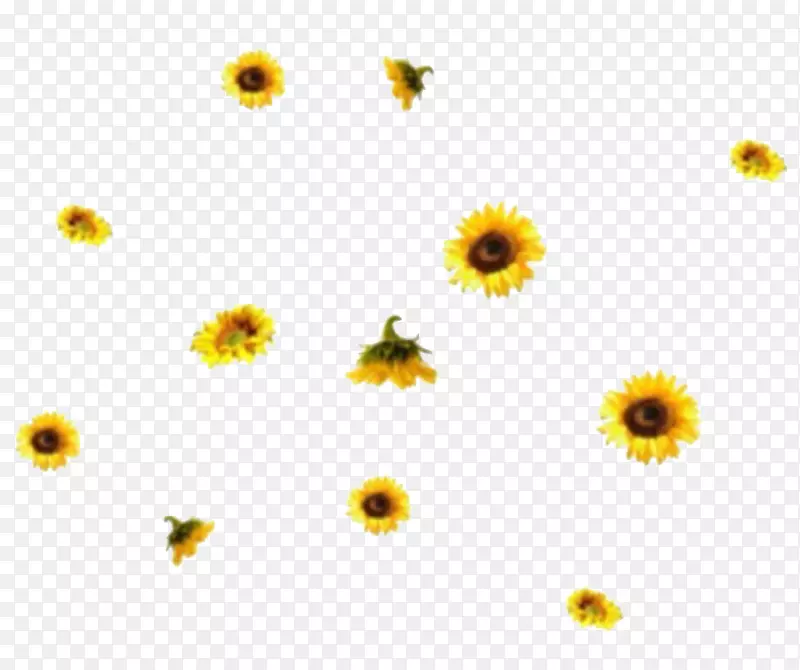 png图片-普通向日葵图像雏菊