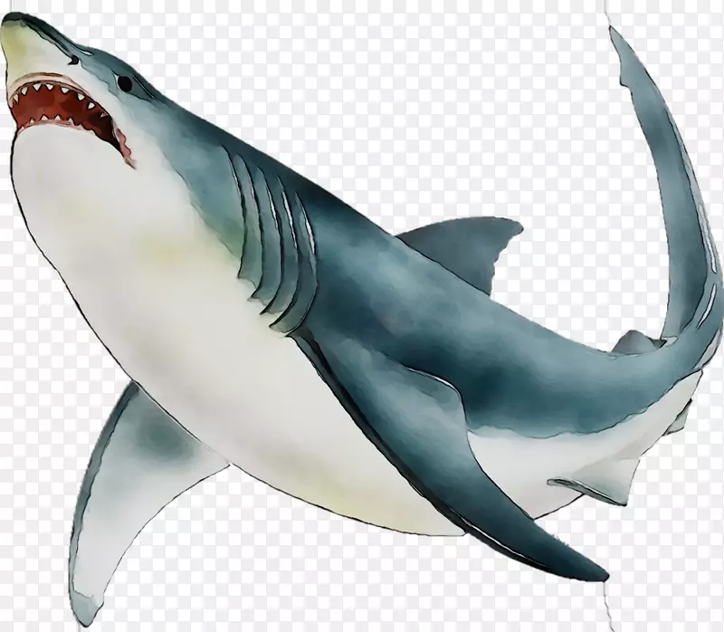大白鲨，安琪鲨，鲭鱼鲨，海洋生物学，海洋