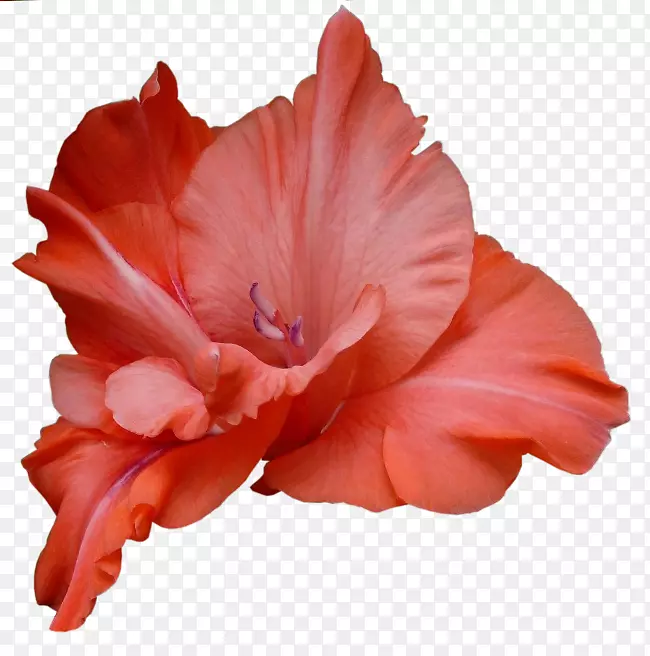 花卉唐菖蒲-免费摄影剪贴画-花卉