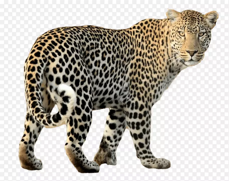豹黑豹png图片猎豹美洲豹