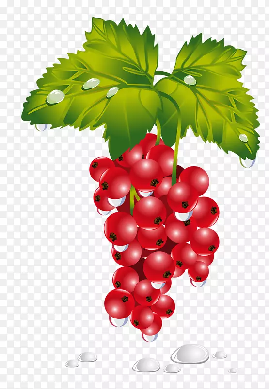 红浆果夹艺术水果图像-葡萄干标志