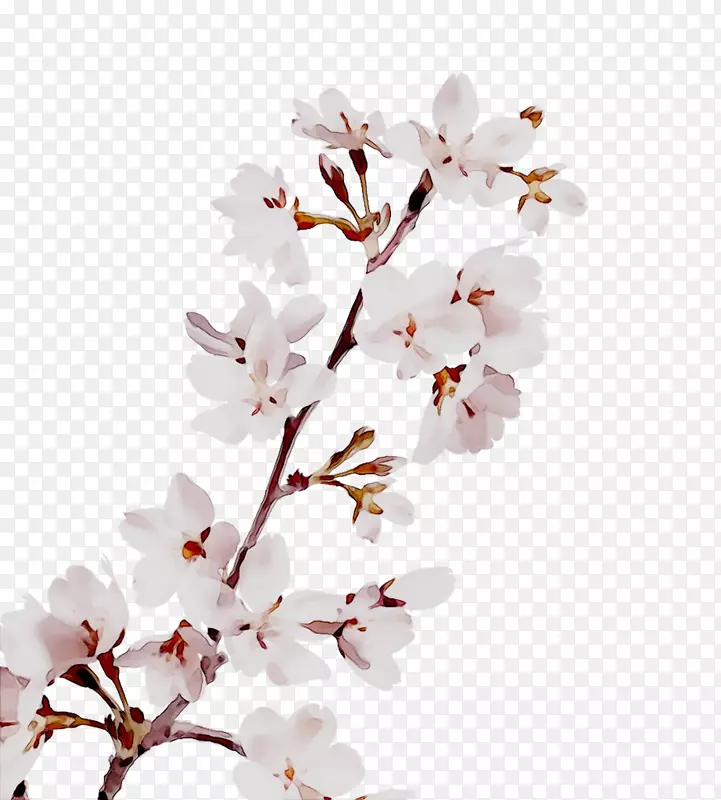 樱花png图片图像花瓣