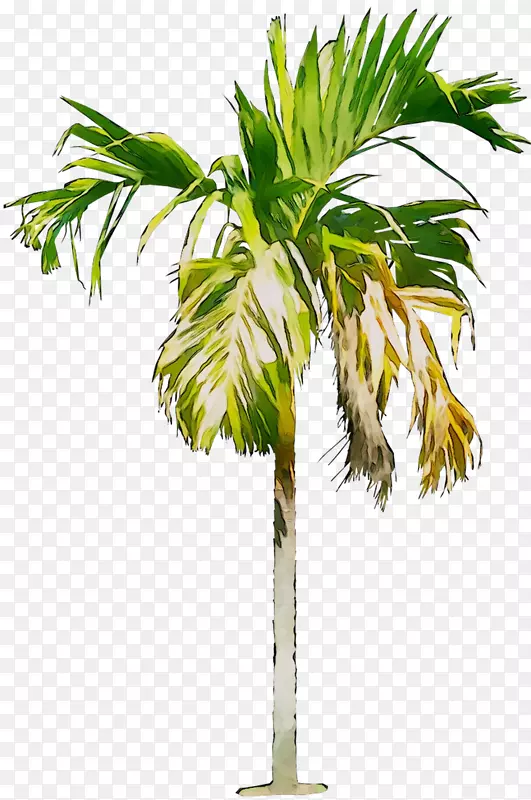 亚洲棕榈椰子椰枣棕榈树