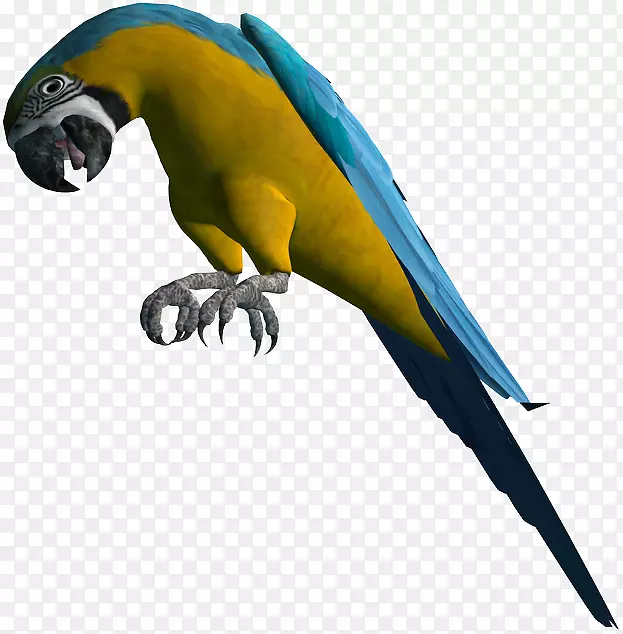 金刚鹦鹉羽毛喙宠物-ptaki框架