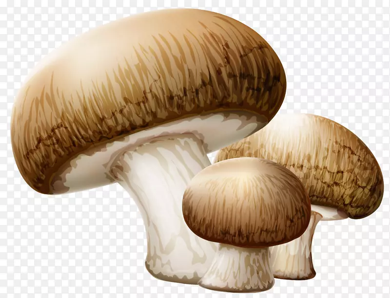 剪贴画食用菌露头插画-蘑菇