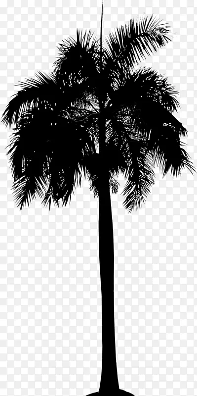 亚洲棕榈枣棕榈叶棕榈树植物茎