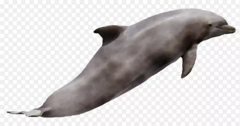 图库溪普通宽吻海豚海狮