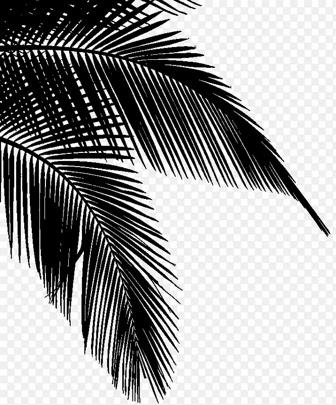 剪贴画png图片椰子树
