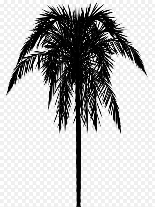 亚洲帕尔米拉棕榈树，壁纸，边境棕榈树，巴巴苏