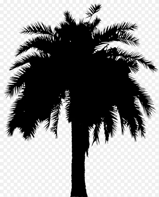 亚洲棕榈枣，棕榈叶，棕榈树，剪影