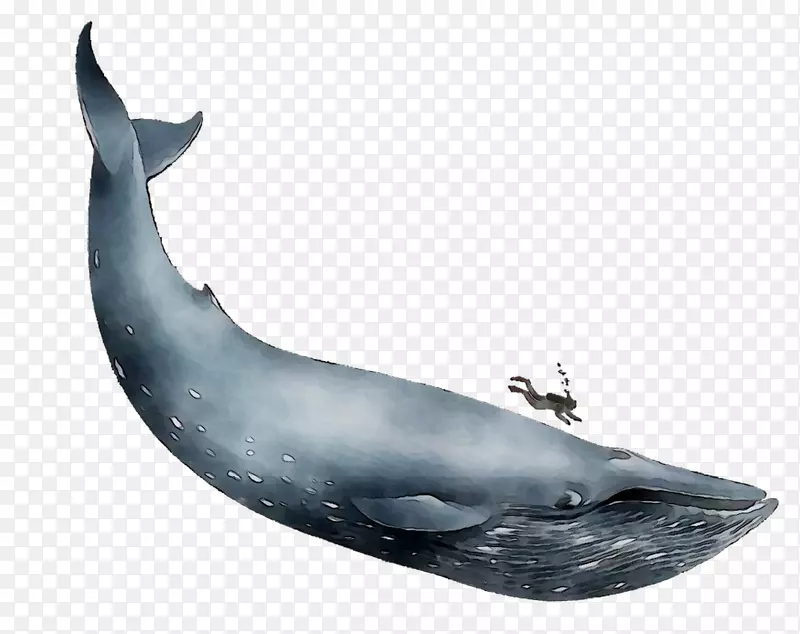 普通宽吻海豚蓝鲸批发鲸海豚