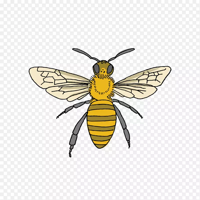 蜜蜂、大黄蜂、养蜂纹身-平均水彩