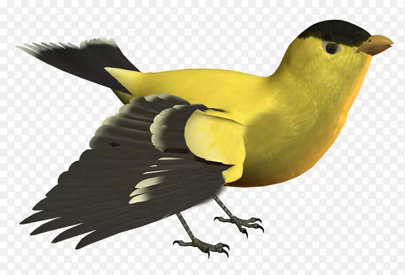 鸟png图片黄色图像喙鸟