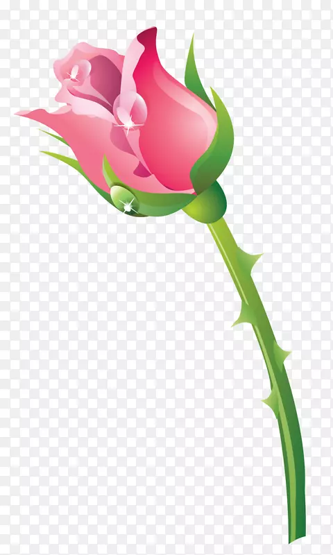 花园玫瑰切花郁金香植物茎-植物传单