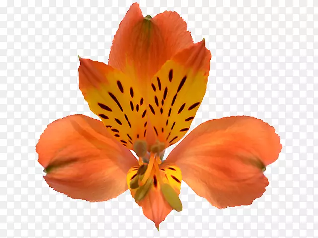 印加斯岛花卉公司的百合切花花瓣-菲伦泽剪影