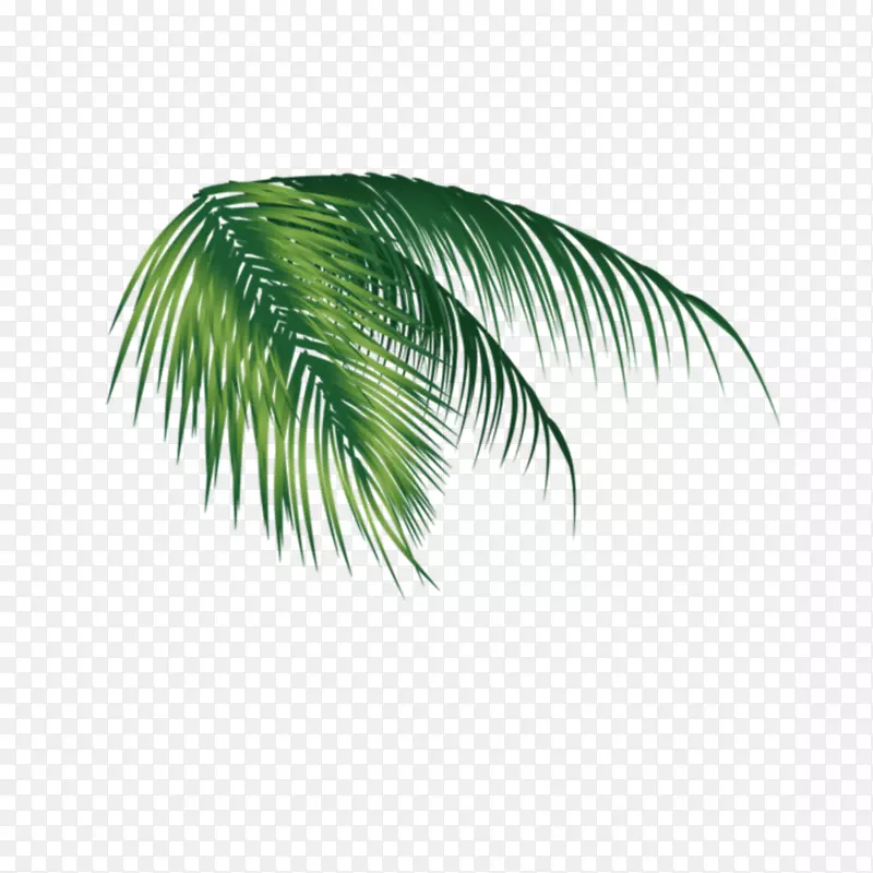棕榈树png图片椰子剪辑艺术图像.椰子
