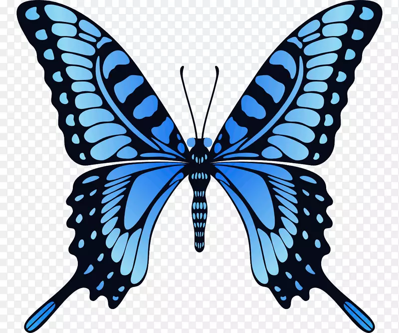 蝴蝶动画图片桌面壁纸-蝴蝶