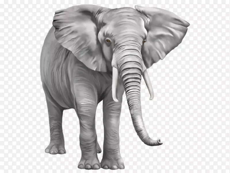 亚洲象非洲灌木象河马png图片.大象