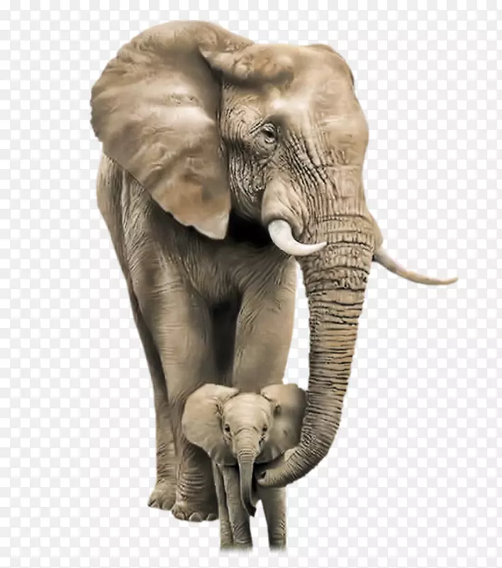 非洲灌木象母象幼象