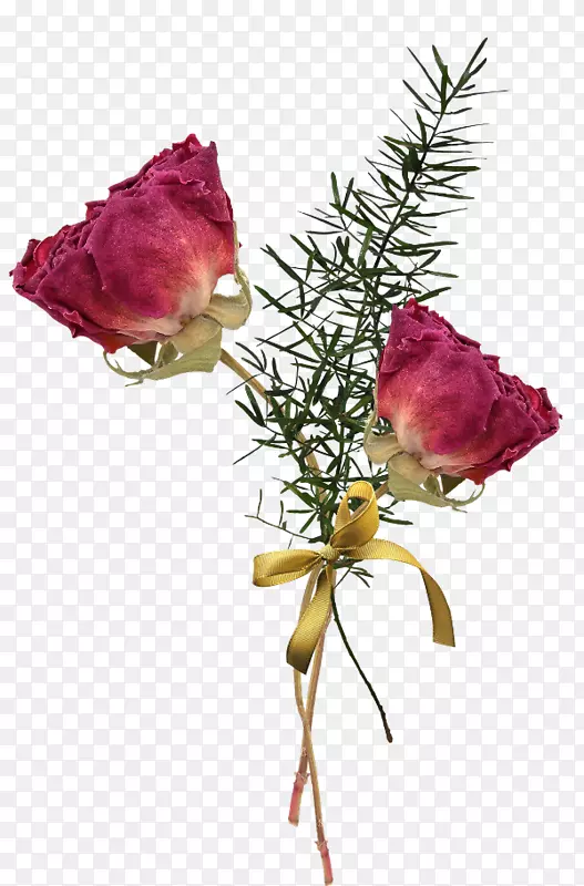 花园玫瑰png图片图像卷心菜玫瑰花设计-花