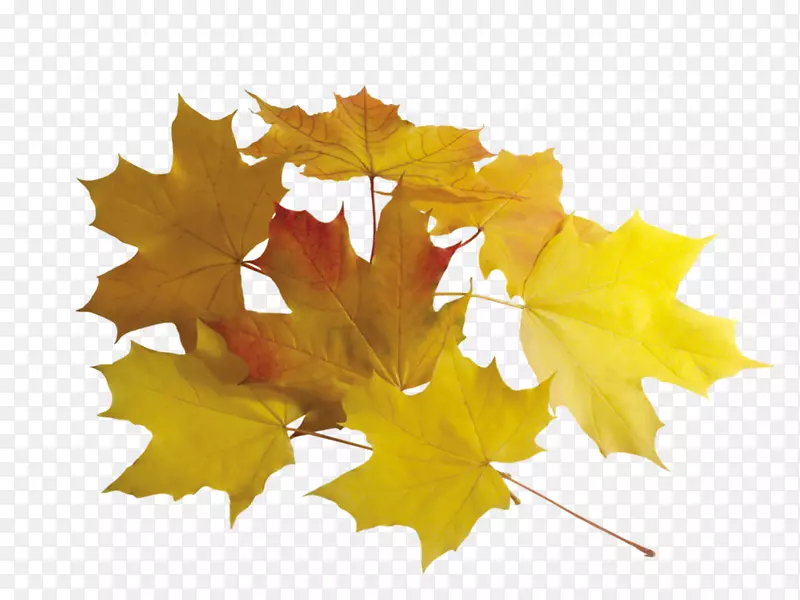 png图片秋叶彩色图像黄叶