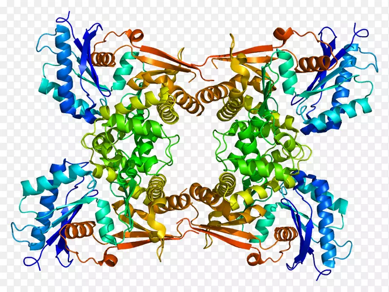 N-乙酰-d-氨基葡萄糖激酶n-乙酰氨基葡萄糖激酶蛋白激酶-ATP