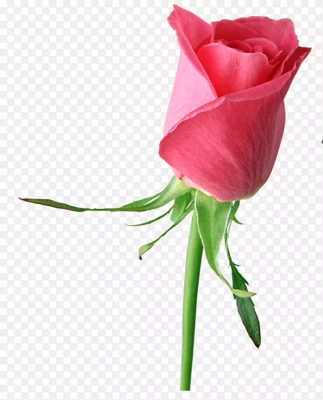 玫瑰剪贴画粉红桌面壁纸图片-玫瑰