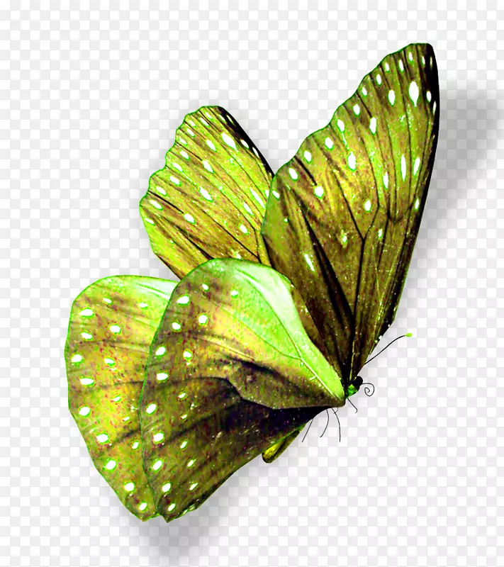 蝴蝶桌面壁纸高清电视花蝶