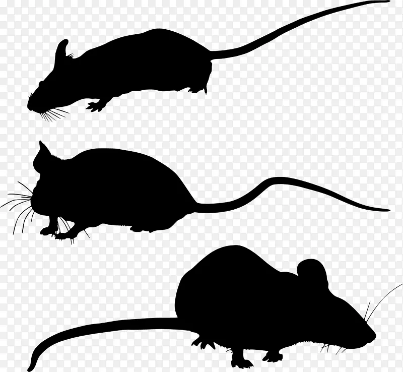 沙鼠胡须剪辑艺术电脑老鼠动物群