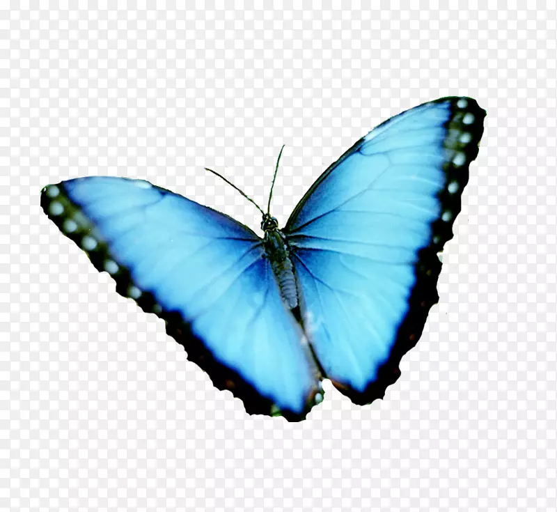 蝴蝶美纽斯蓝色形态流变或蓝色形态图像-蝴蝶
