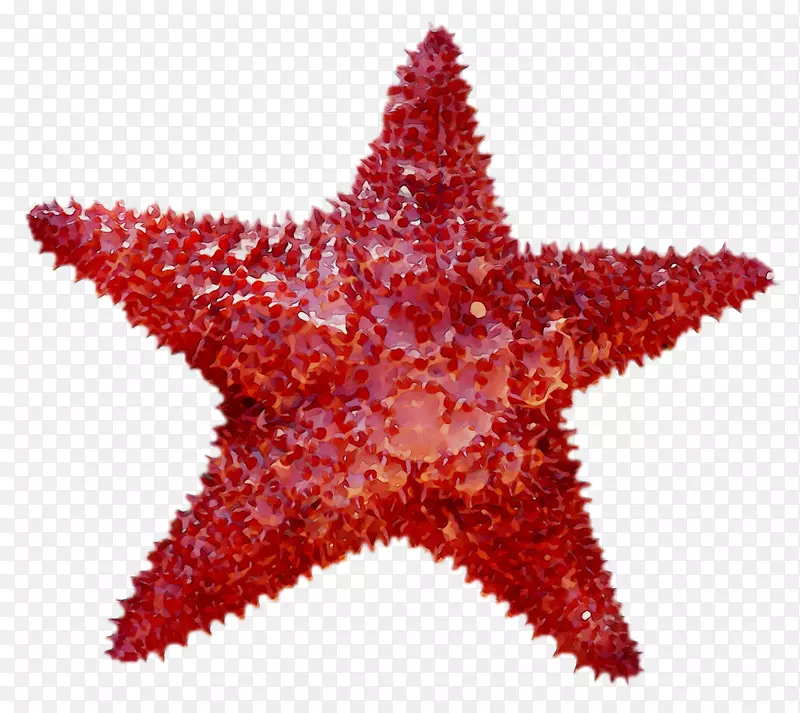 海胆棘皮动物海星