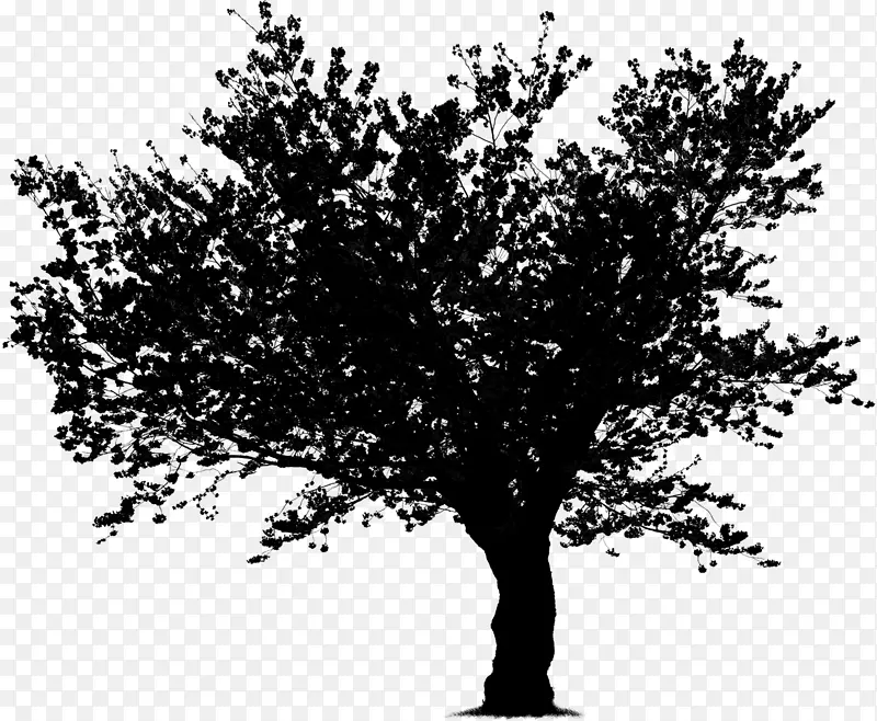 树枝图形图像谷橡木