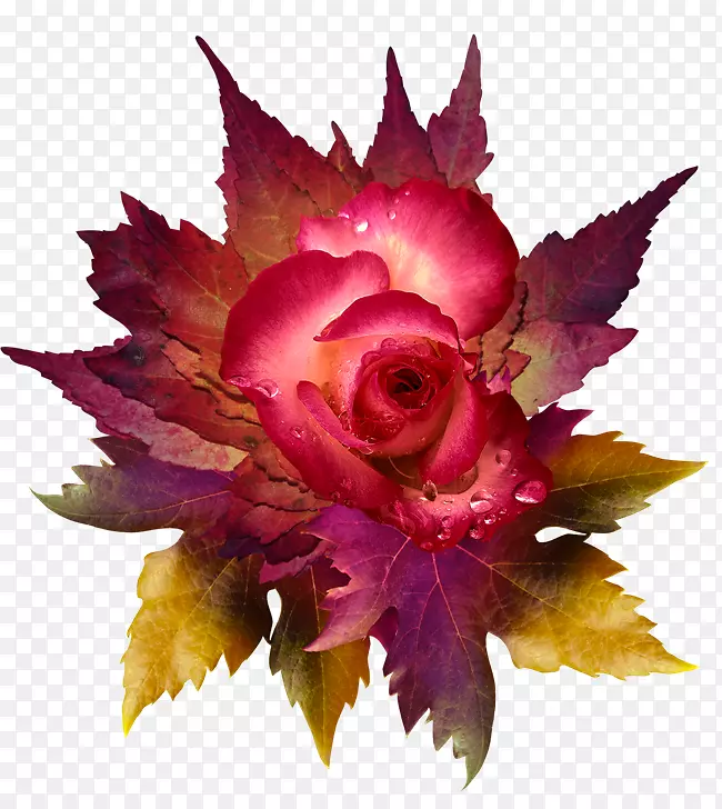 花卉花瓣剪贴画玫瑰png图片.花