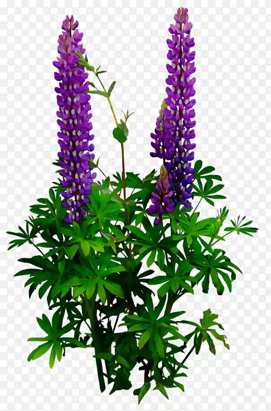 植物茎切花灌木紫色