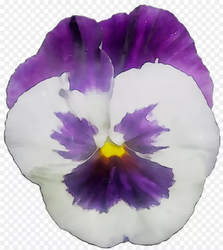 潘西甜紫罗兰蓝一年生植物