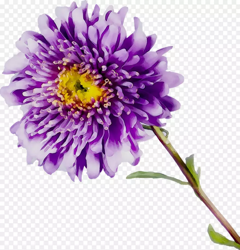 菊花切花紫色一年生植物