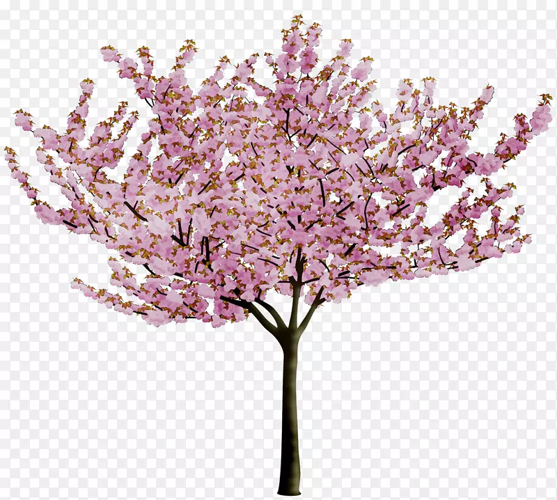 樱花png图片图像树