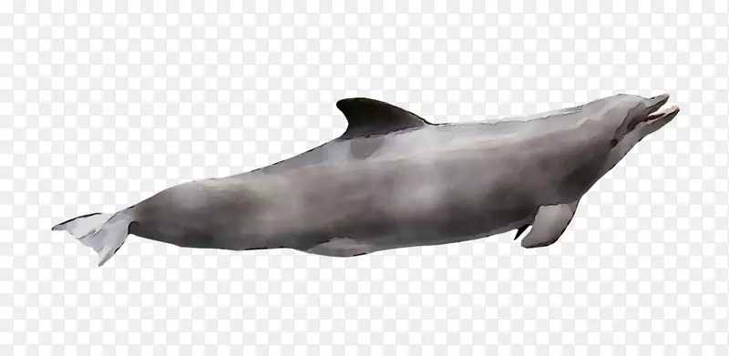 图库溪普通宽吻海豚粗齿海豚白嘴海豚海狮